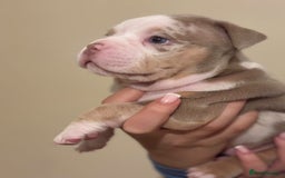 American Bully dogs for sale: Beautiful litter of pocket bullies  - Image 9