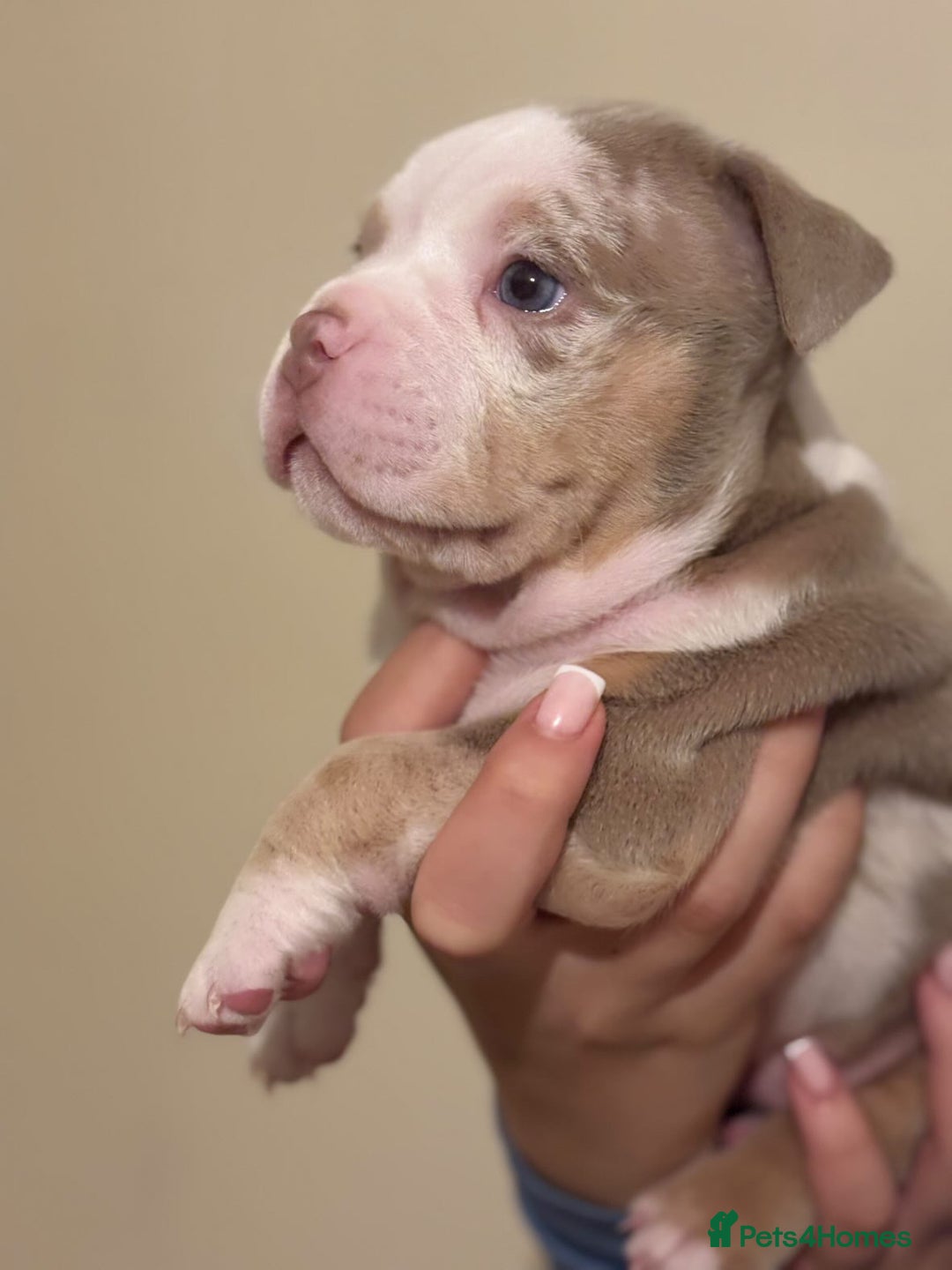 American Bully dogs for sale: Beautiful litter of pocket bullies  - Image 9