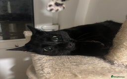 Mixed Breed cats for sale: 3 year old female  - Image 1