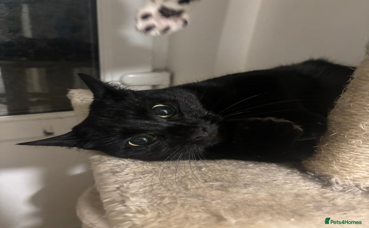 Mixed Breed cats - Advert 4