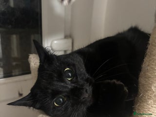 Mixed Breed cats - Advert 14