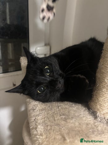 Mixed Breed cats - Advert 4