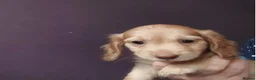 Miniature Dachshund dogs for sale: Beautiful Miniature Dachshund Puppies in Loughborough - Advert 6