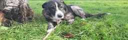 Mixed Breed dogs for sale: 🐾💙 Lovely Lore 💙🐾 in North Shields - Advert 7