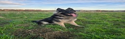 German Shepherd dogs for stud: Chunky GSD male for stud  in Redcar - Advert 22