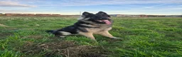 German Shepherd dogs for stud: Chunky GSD male for stud  in Redcar - Advert 22
