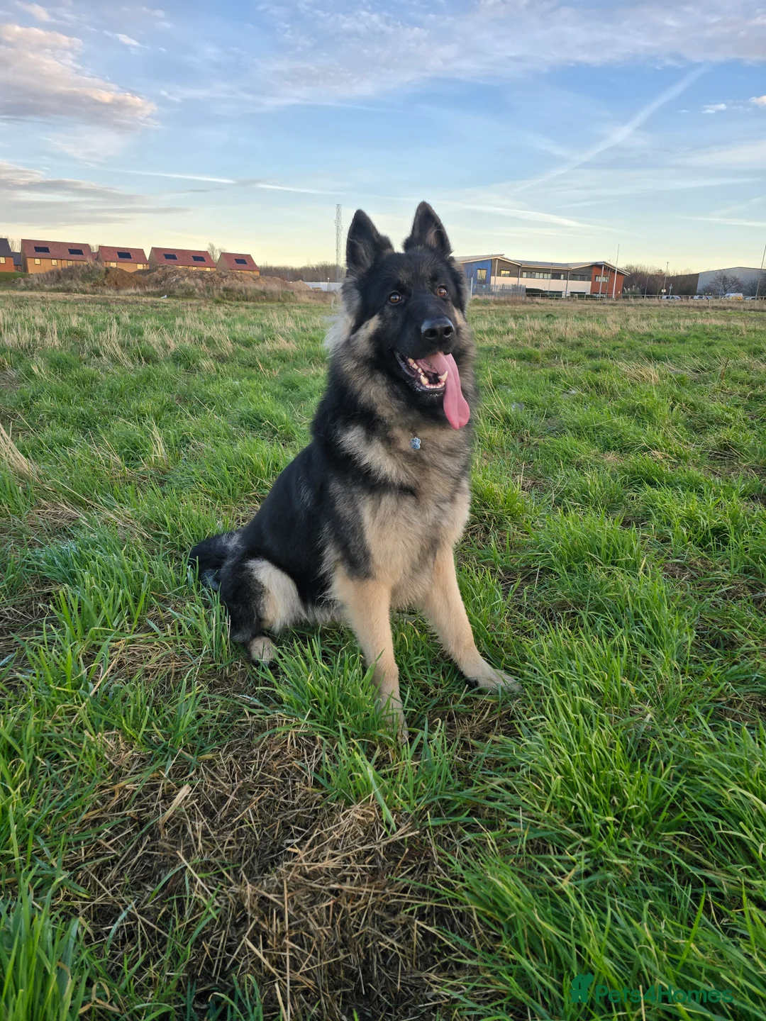 German Shepherd dogs for stud: Chunky GSD male for stud  in Redcar - Advert 22