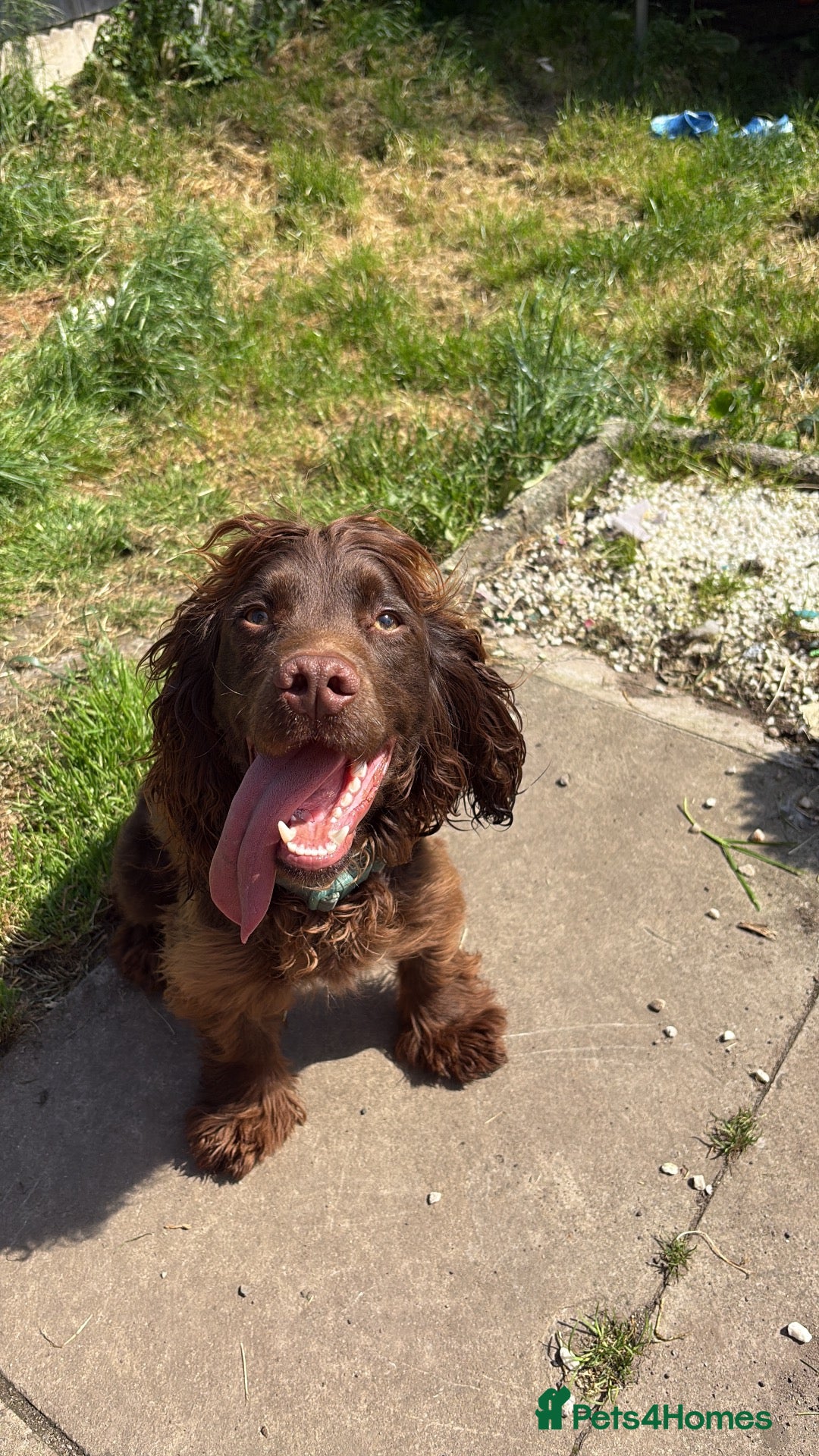 Cocker Spaniel dogs Chase  - Advert 1