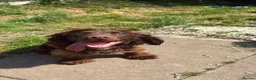 Cocker Spaniel dogs for sale: Chase  - Advert 1