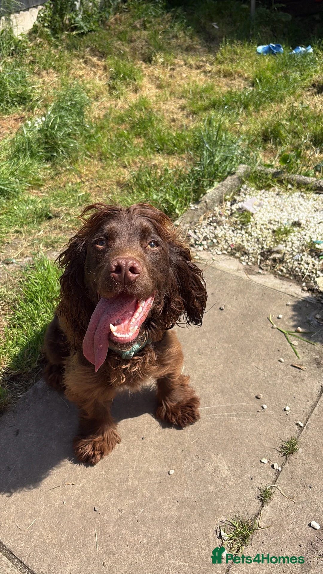 Cocker Spaniel dogs for sale: Chase  - Advert 1