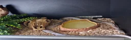Corn Snake reptiles for sale: Various corn snakes for sale, Snow Tessera & more - Advert 15