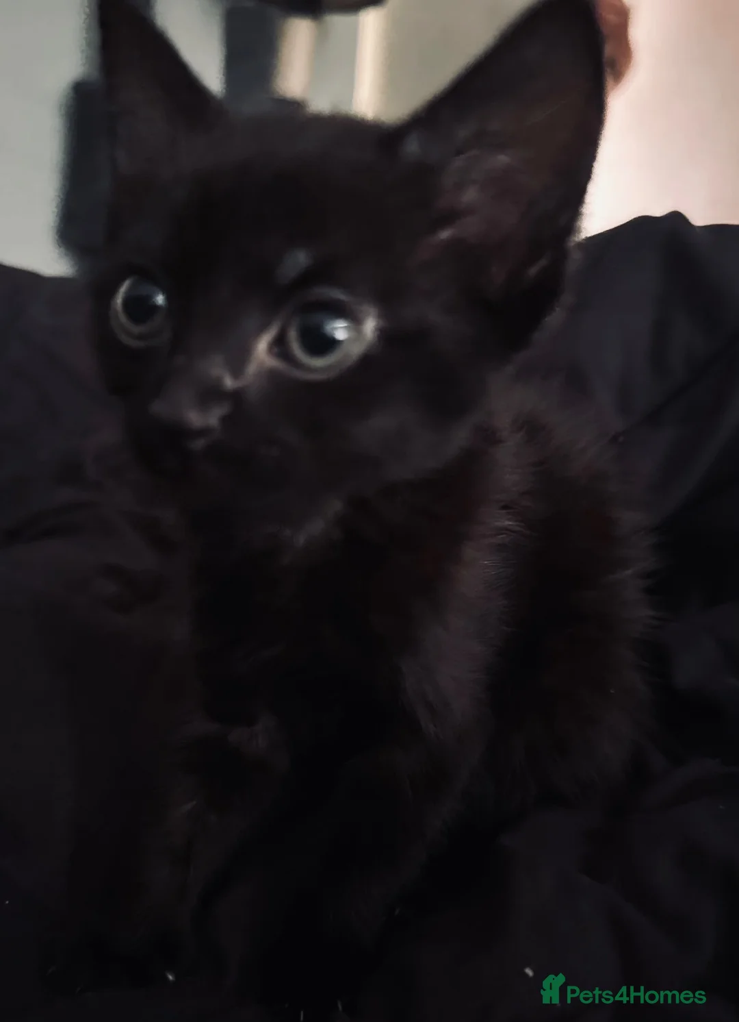 Mixed Breed cats for sale: 5 Beautiful Kittens For Loving Homes in Ashford - Advert 7