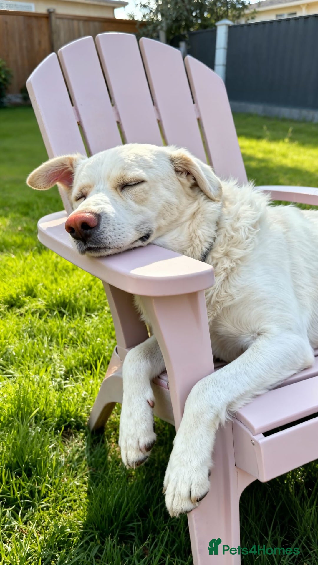 Labrador Retriever dogs for adoption: Blue – Labrador Retriever (Male) - Advert 4