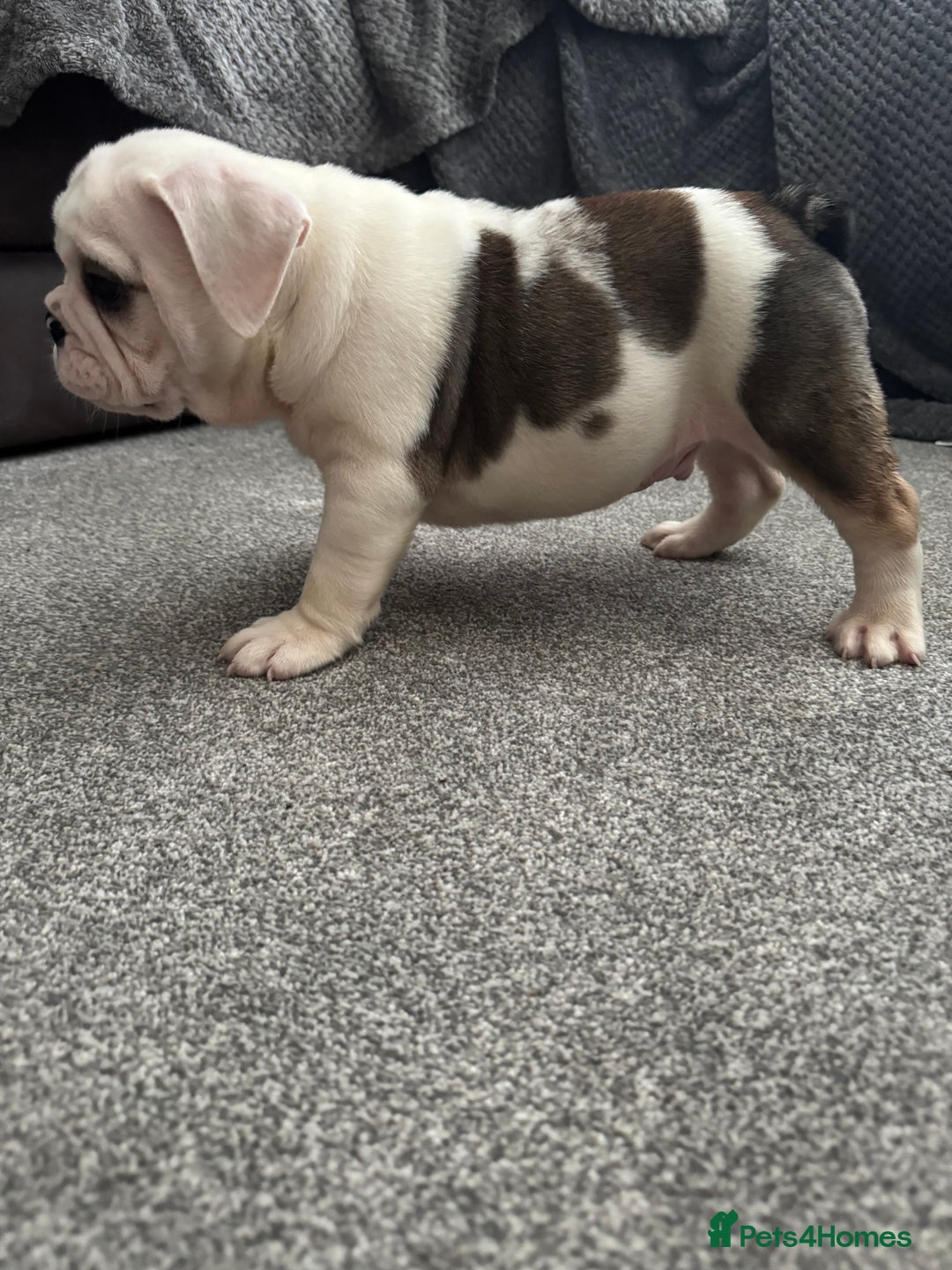 English Bulldog dogs for sale: KC Registered English Bulldog Puppies - Image 11