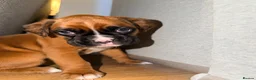 Boxer dogs for sale: 🐾 Exceptional KC Registered Boxer Puppies - Advert 10
