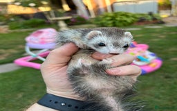 Ferret rodents for sale: Micro Ferrets for sale adult - Image 3