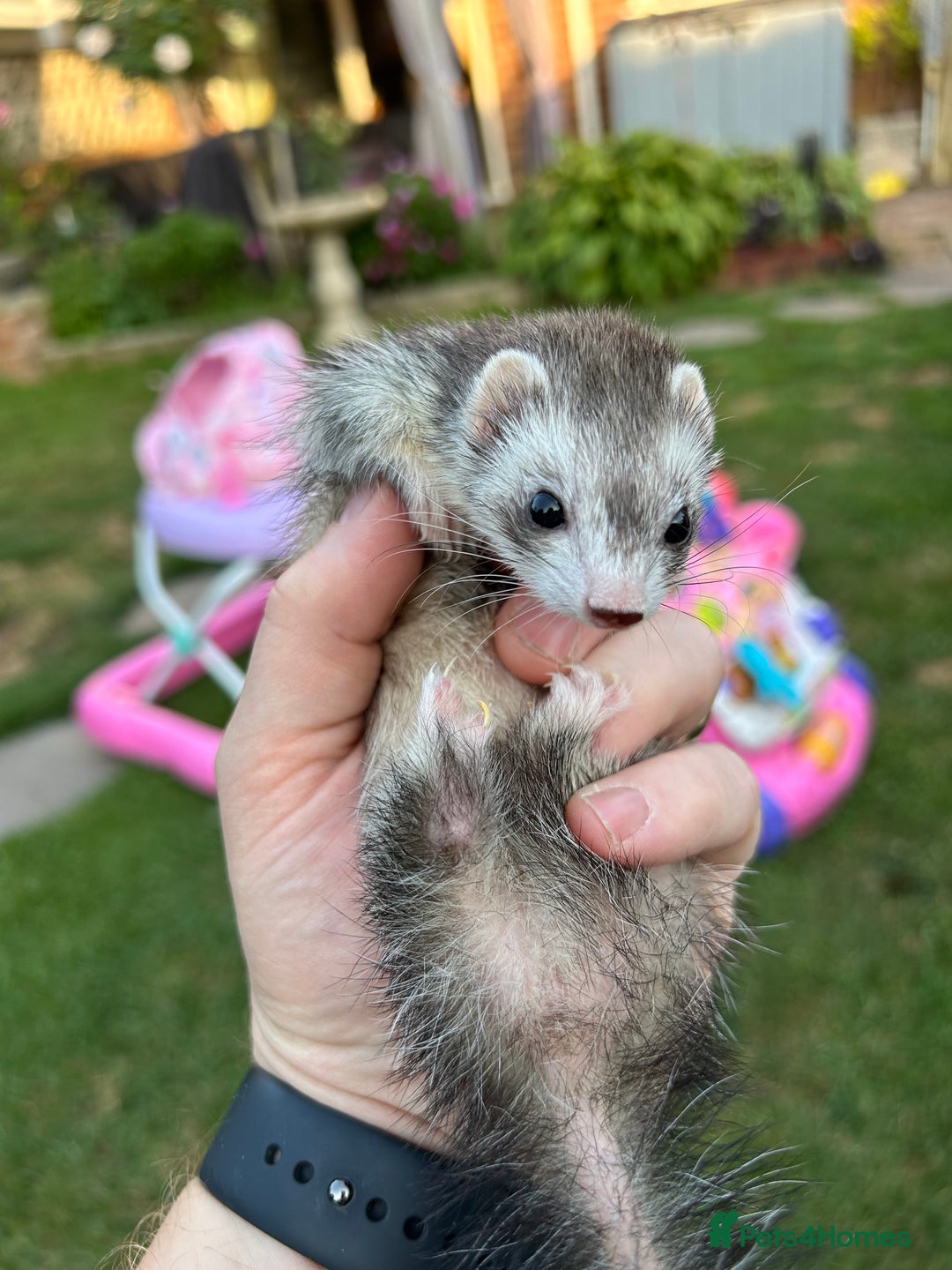 Ferret rodents for sale: Micro Ferrets for sale adult - Image 3