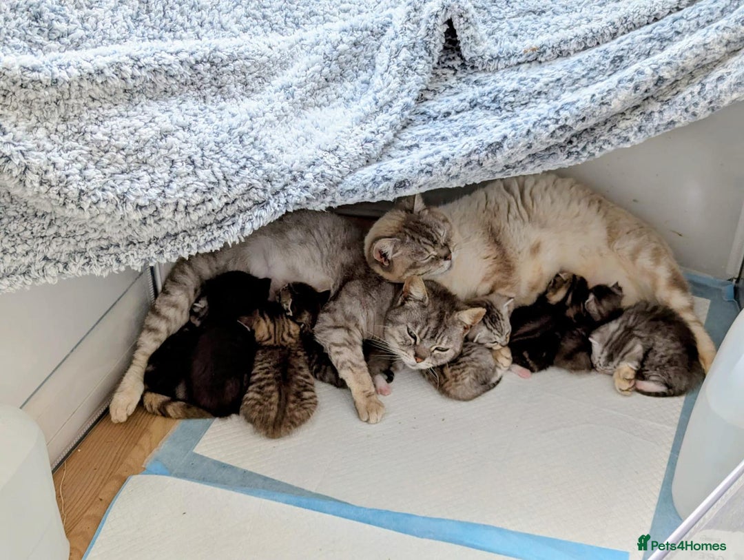 British Shorthair cats for sale: Gorgeous British Short-hair cross Kittens  - Image 34