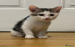 Domestic Shorthair cats for sale: 3 boys and 1 girl  - Image 3