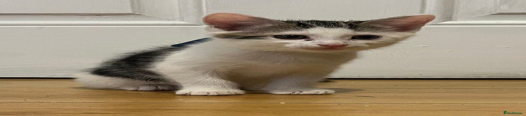 Domestic Shorthair Kitten 2