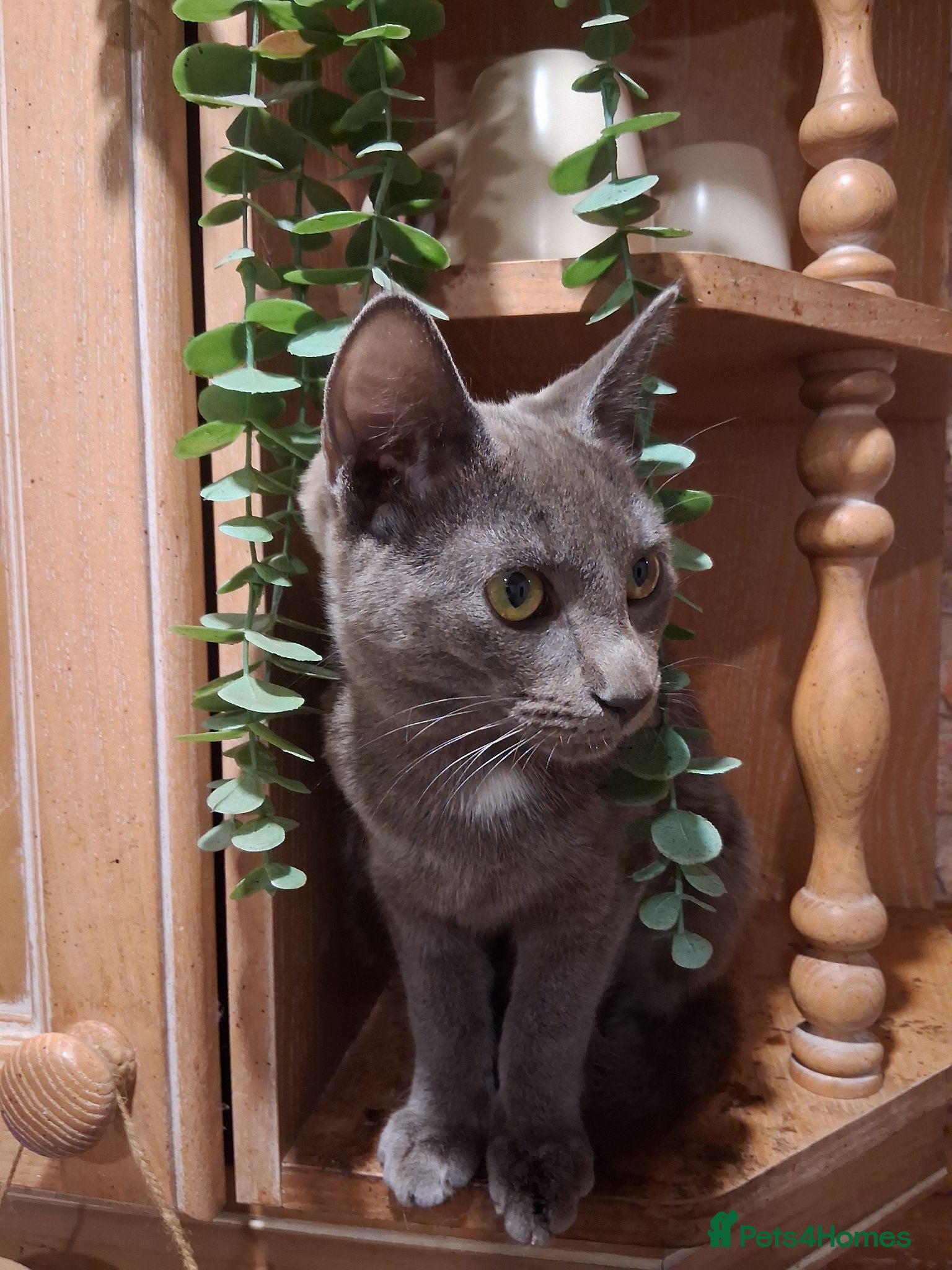 Russian Blue cats Russian blue babies - Advert 8