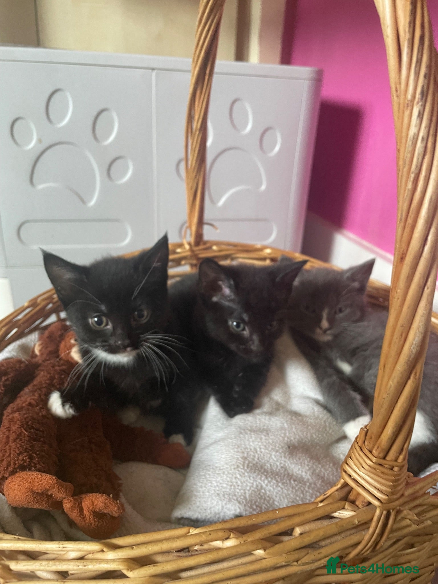 Mixed Breed cats Four female kittens available. 6 weeks old.  - Advert 11