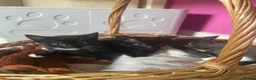 Mixed Breed cats for sale: Four female kittens available. 6 weeks old.  - Advert 1