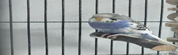 Budgerigars birds for sale: Budgies and cage in Bootle - Advert 3
