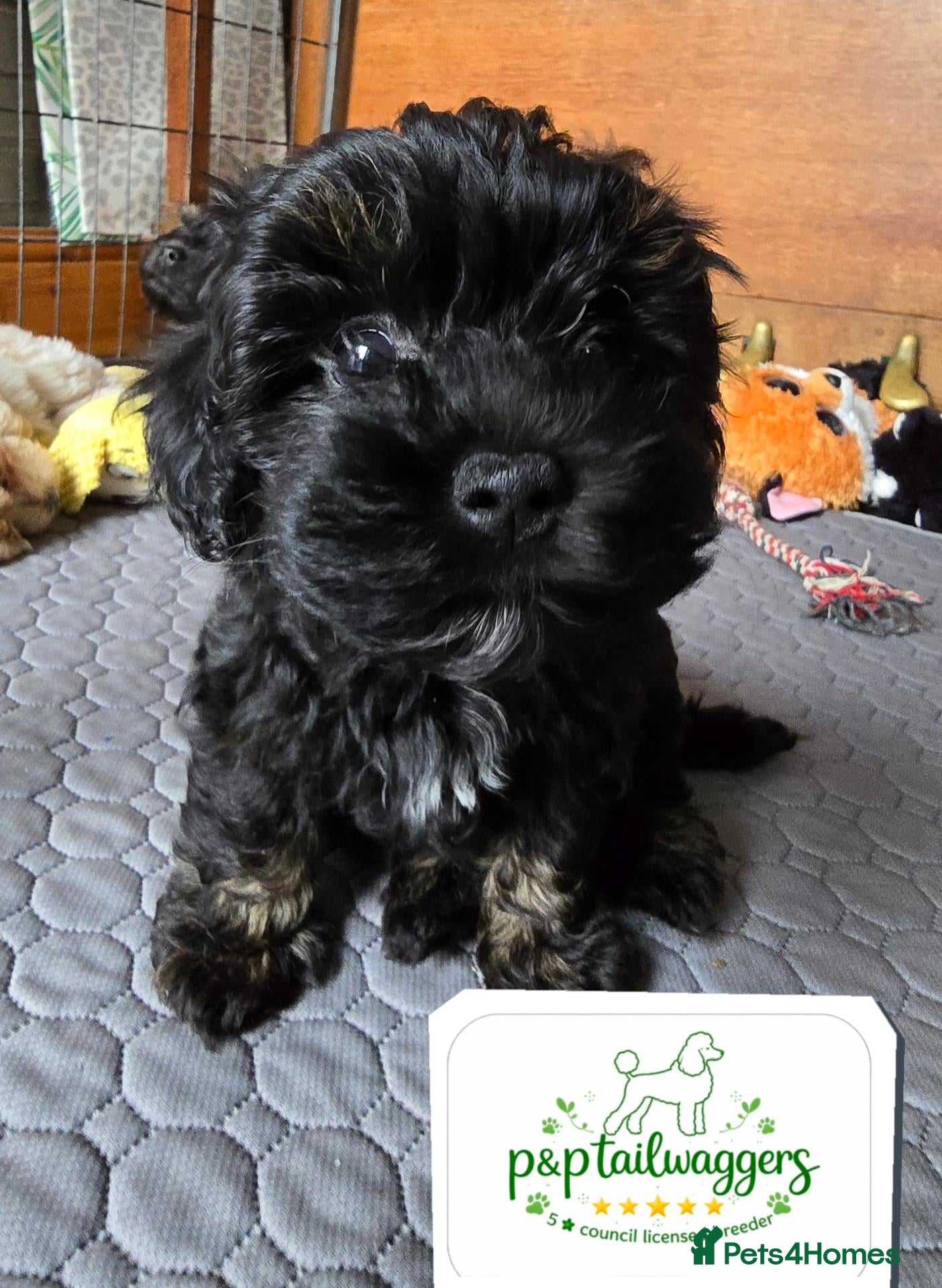 Maltipoo dogs ❤️Exquisite F1 maltipoo female 5⭐️council licensed - Advert 7