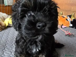 Maltipoo dogs ❤️Exquisite F1 maltipoo female 5⭐️council licensed - Advert 7