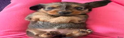 Dachshund dogs for sale: Male Standard longhair dachshund - Advert 21
