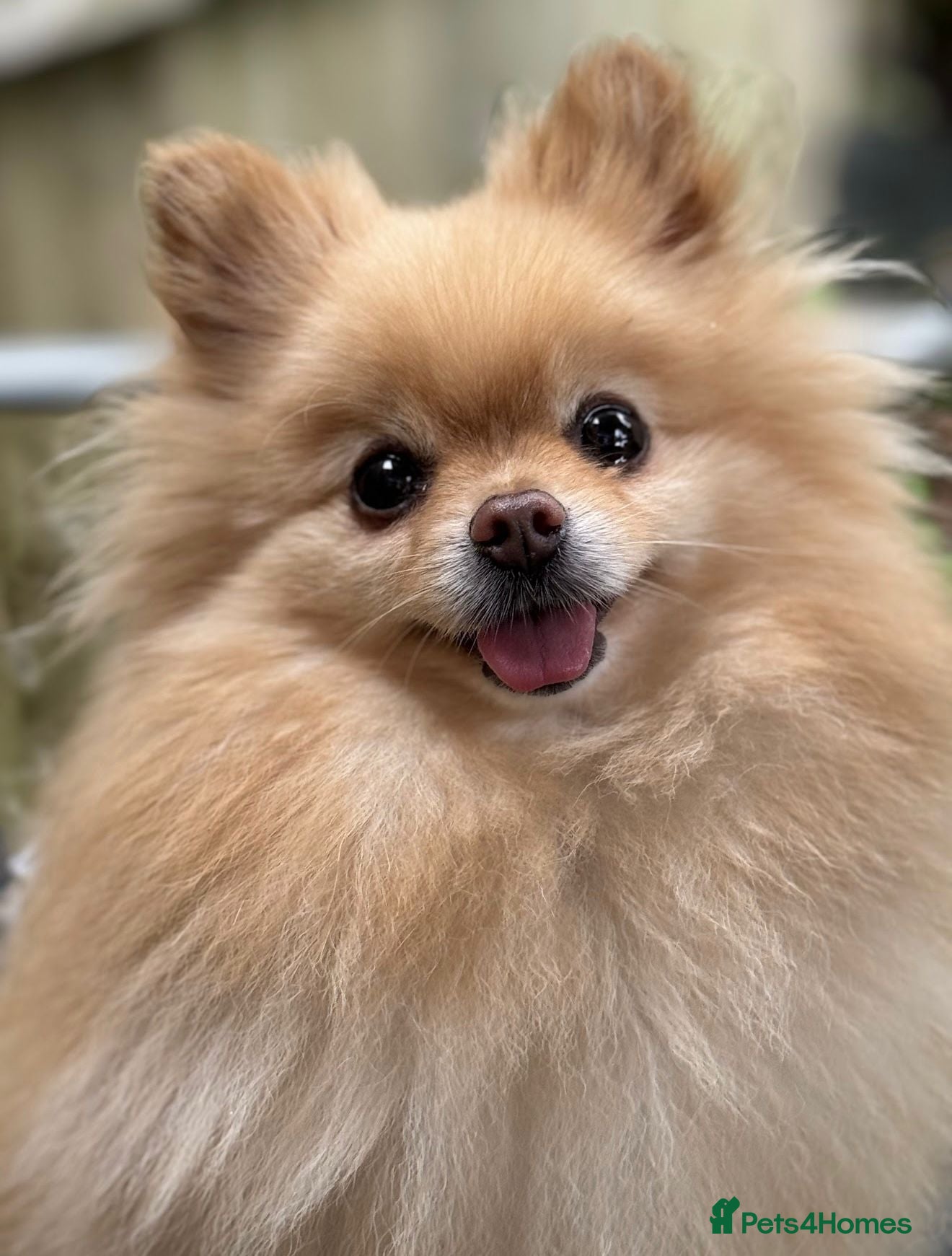 Pomeranian dogs Lexie  - Advert 3