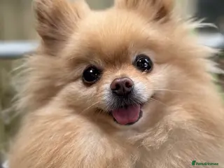 Pomeranian dogs Lexie - Advert 3