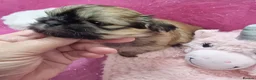 Shih Tzu dogs for sale: Kc reg Stunning small baby boys/girl - Advert 11