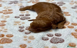 Cockapoo dogs for sale: Beautiful Fully Health Tested Cockapoos - Image 11