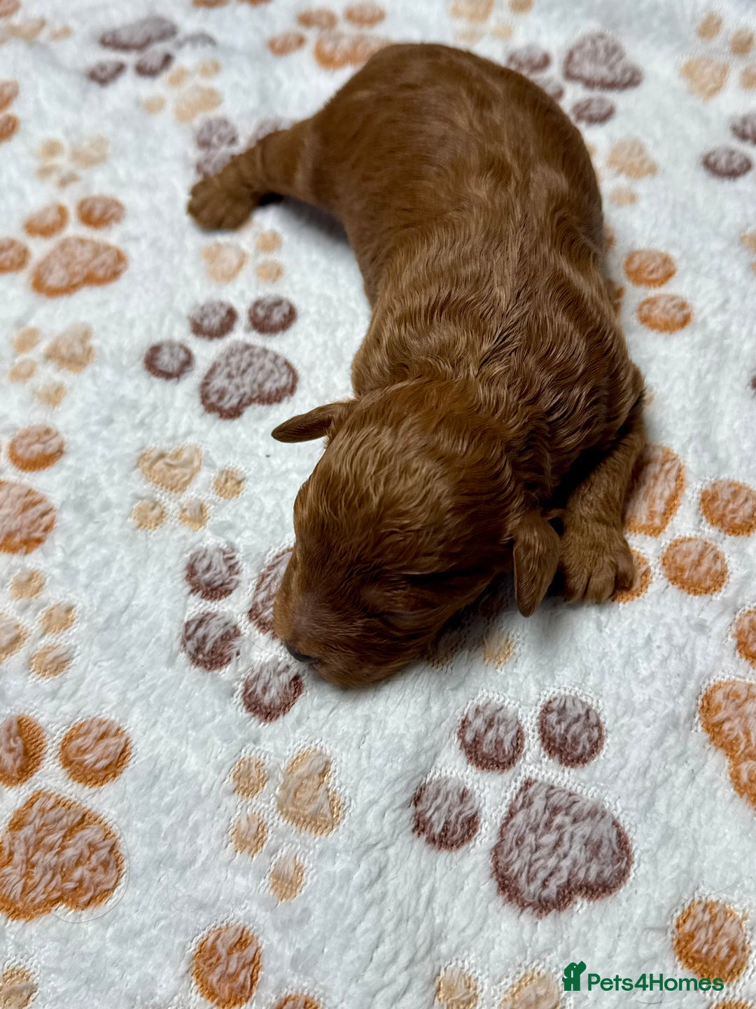 Cockapoo dogs for sale: Beautiful Fully Health Tested Cockapoos - Image 11