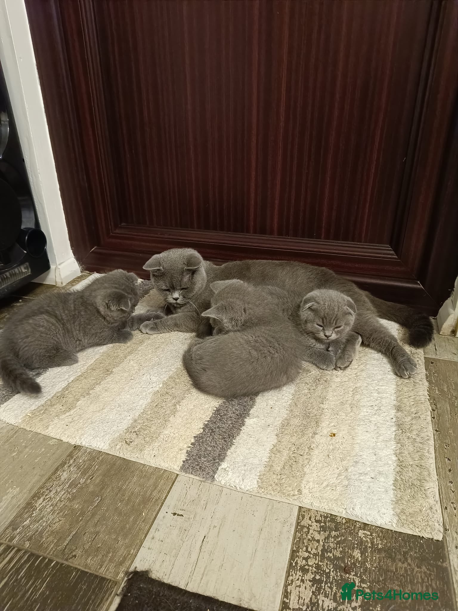 Scottish Fold cats Scottish Fold Kittens - Advert 2