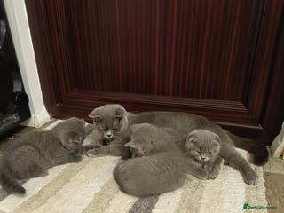 Scottish Fold cats Scottish Fold Kittens - Advert 2