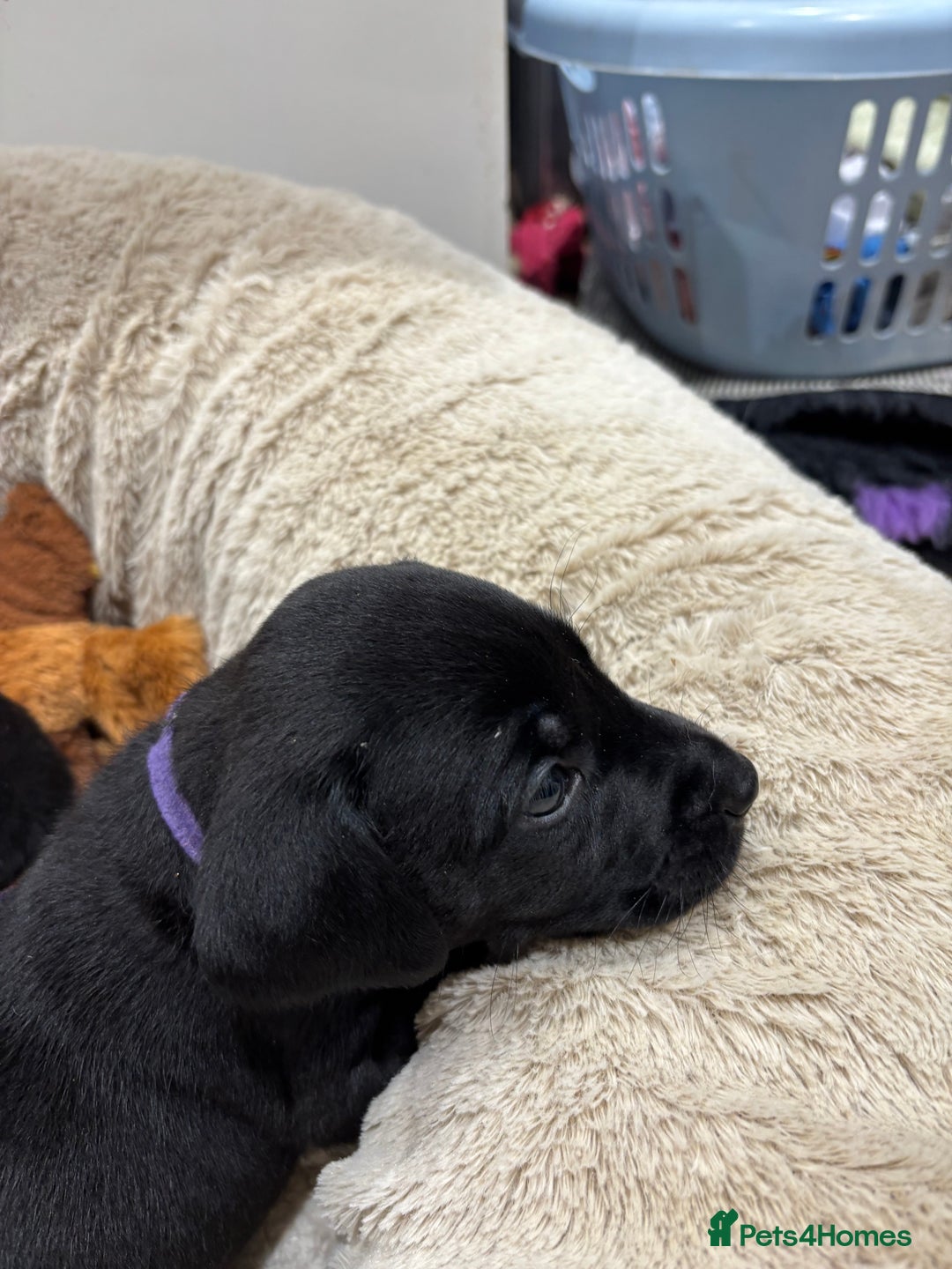 Mixed Breed dogs for sale: Dalmador puppies 3 girls left  - Advert 2