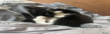 Tuxedo kitten