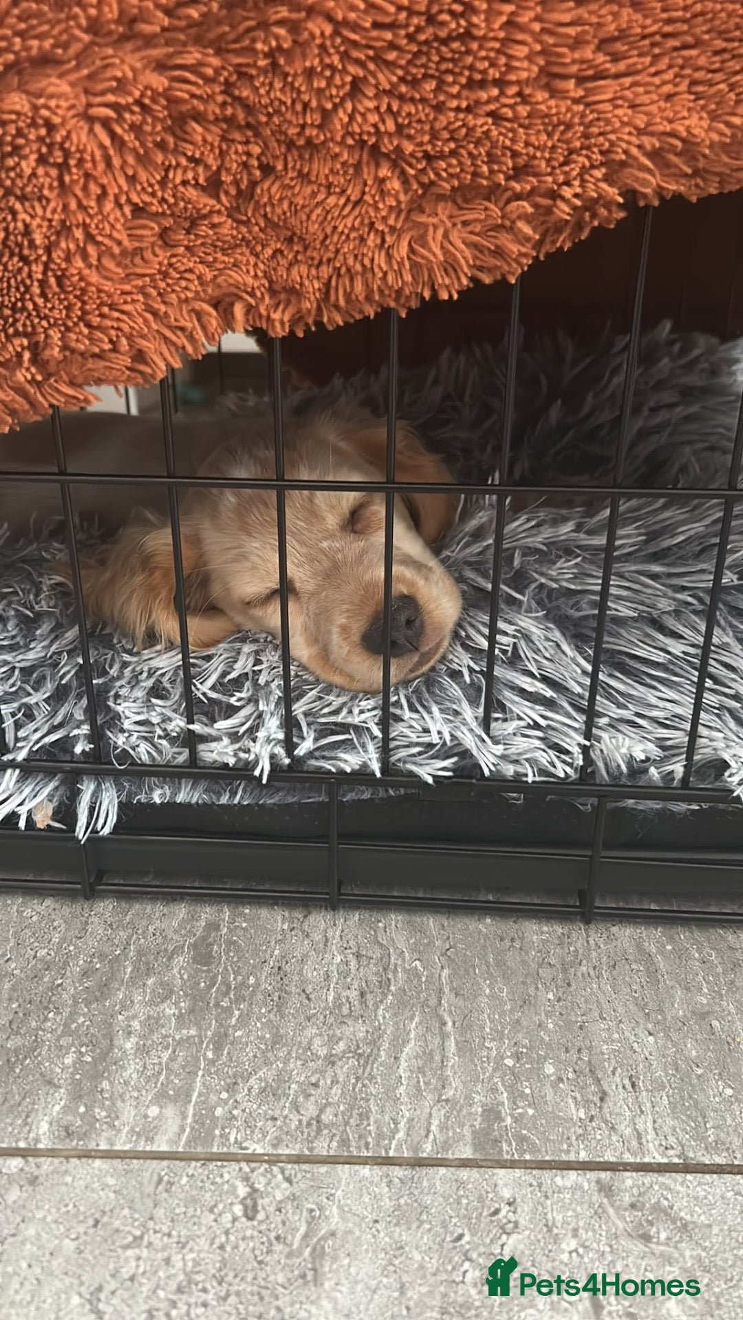 Cocker Spaniel dogs 13 week old female cocker spaniel  - Advert 9