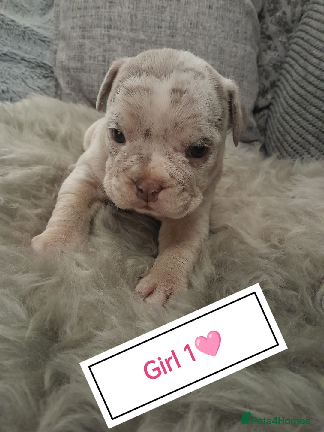 Mixed Breed dogs for sale: 🐾🐶Stunning New English Bulldog Puppies🐶🐾 - Advert 2