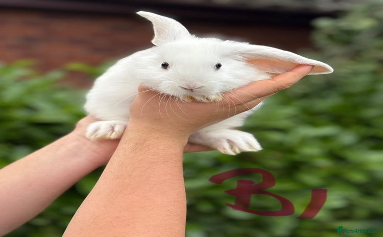 Mixed Breed rabbits - Advert 2