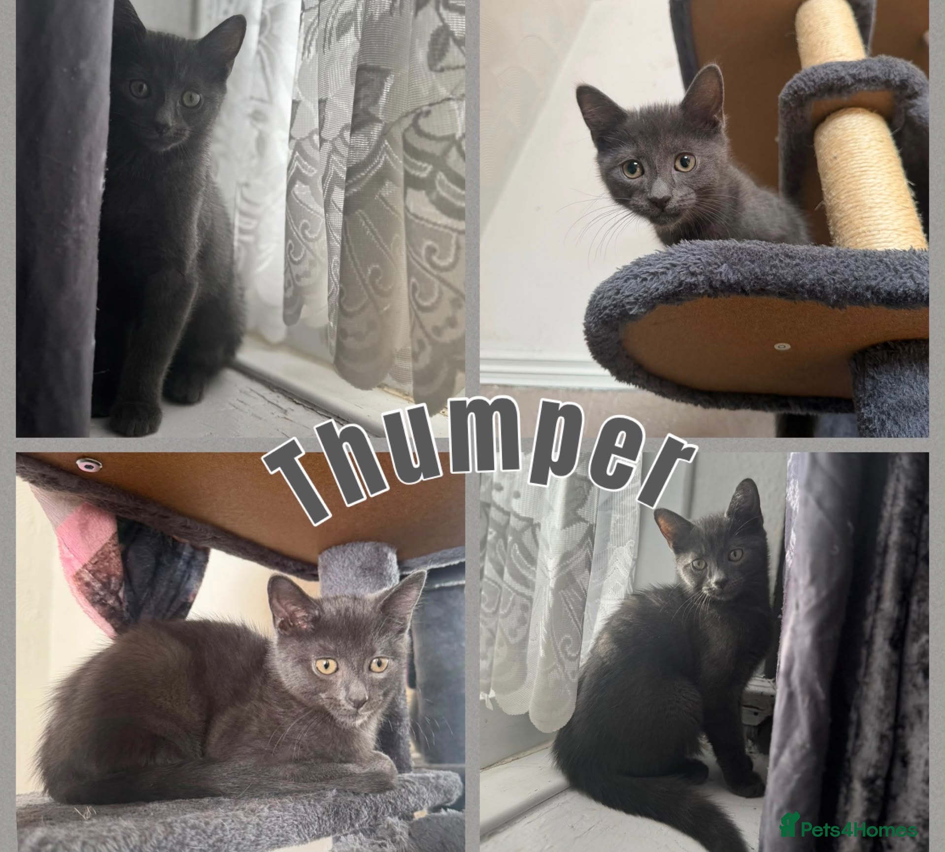 Mixed Breed cats two beautiful little babies!! - Advert 1