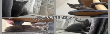 Thumper