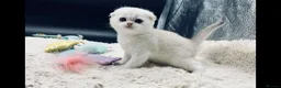 Scottish Fold cats for sale: TICA-Registered Scottish Straight/Fold Kittens - Advert 8