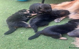 German Shepherd dogs for sale: Czech long hair German shepherd  - Image 5