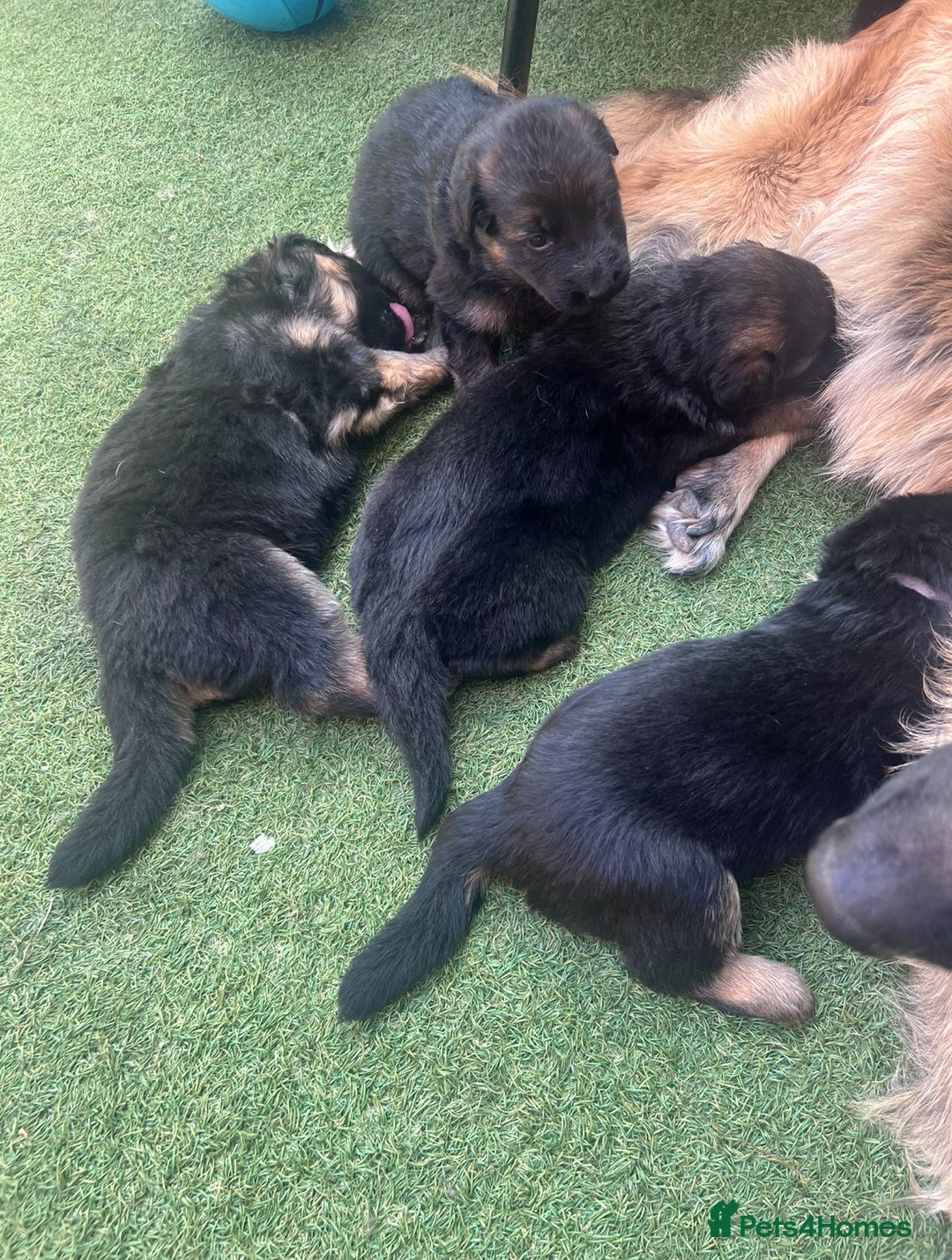 German Shepherd dogs for sale: Czech long hair German shepherd  - Image 5