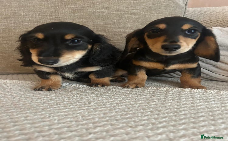 Miniature Dachshund dogs - Advert 4