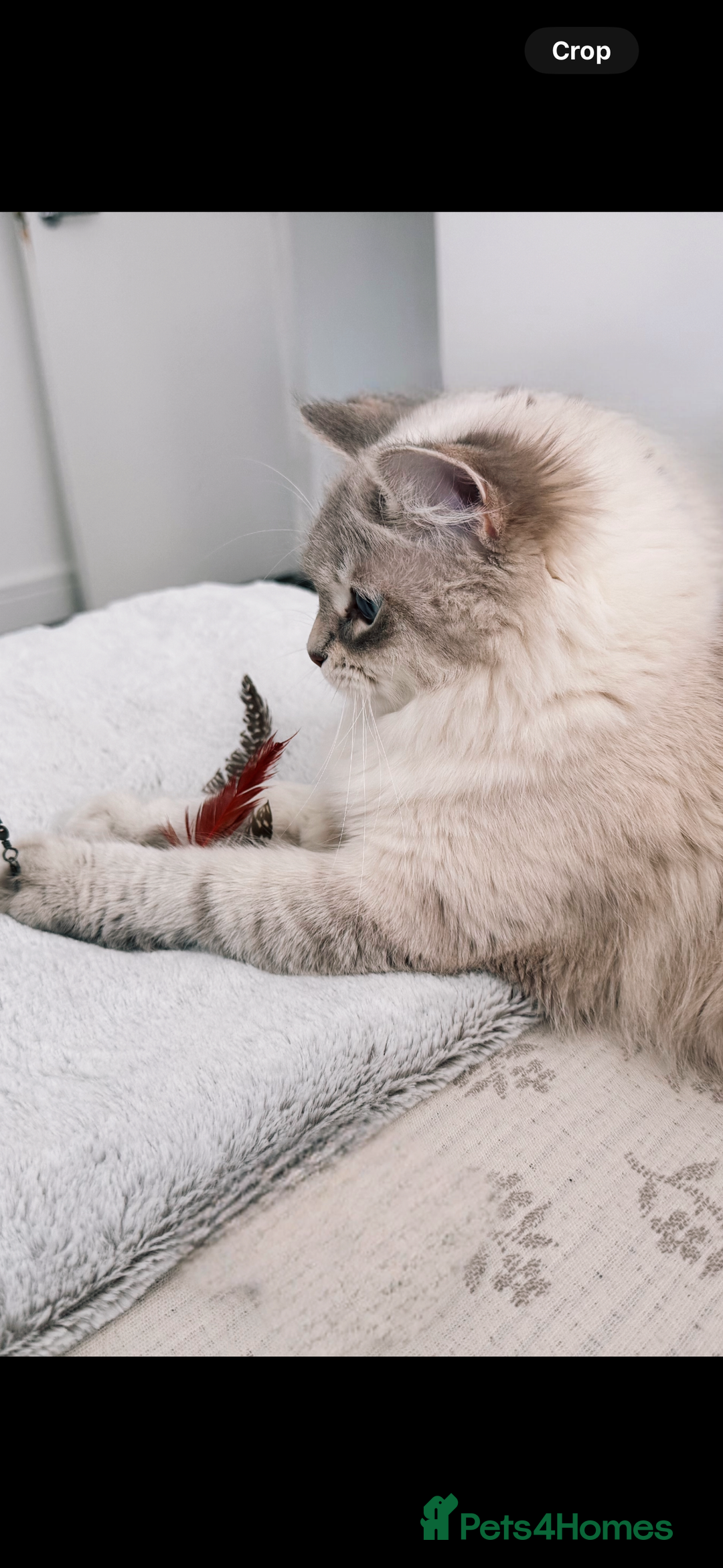 Siberian cats for sale: Siberian Hypoallergenic Kittens  - Image 9
